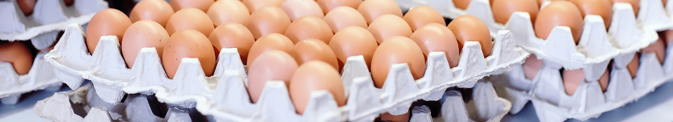 Eggs supply photo