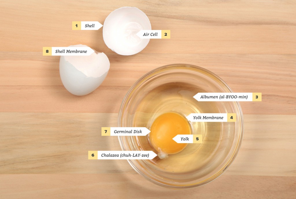 Egg-Anatomy